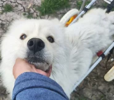 Mimi die Rolli-Rakete, female 3yo Mixed Breed for adoption at Samojede in Not e.V., Kierspe