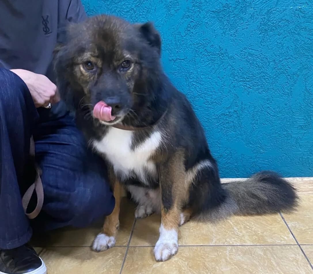 Mischa, fröhlicher, verschmuster Mischlingsrüde (16kg) 3,5 Jahre kastriert, male 4yo Mixed Breed for adoption at Samojede in Not e.V., Kierspe