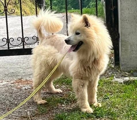 Nanook, male 4yo Mixed Breed for adoption at Samojede in Not e.V., Kierspe