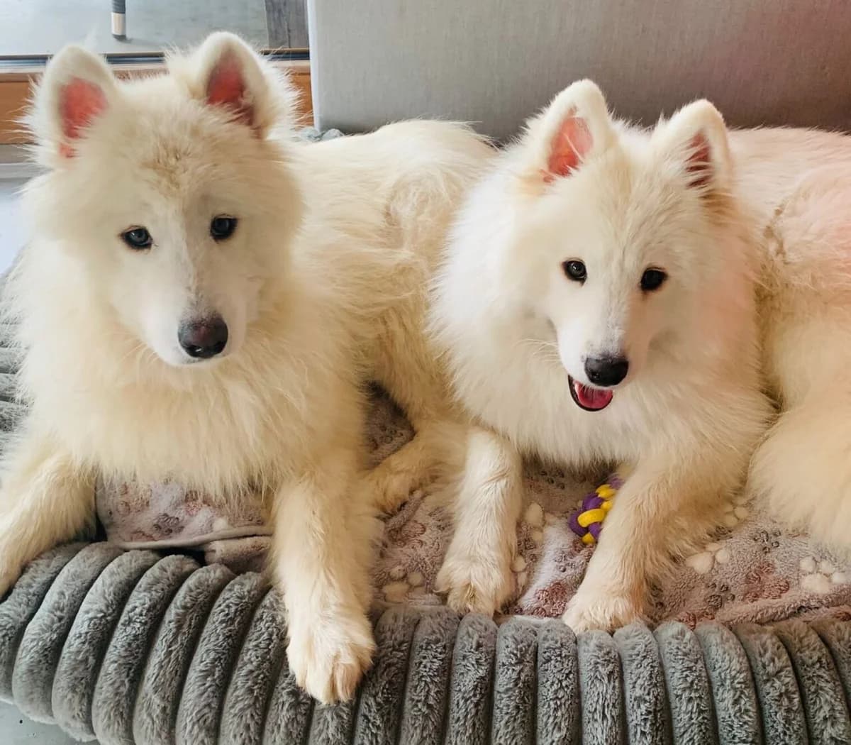 Romeo und Juliette …, male young Mixed Breed for adoption at Samojede in Not e.V., Kierspe