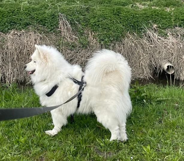 Samo ein Traumhund, male 7yo Mixed Breed for adoption at Samojede in Not e.V., Kierspe