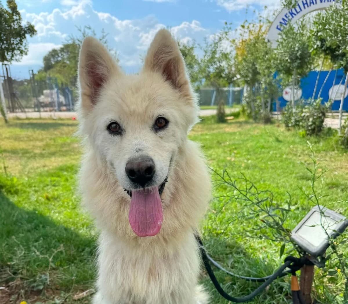 Sütlac, female Mixed Breed for adoption at Samojede in Not e.V., Kierspe