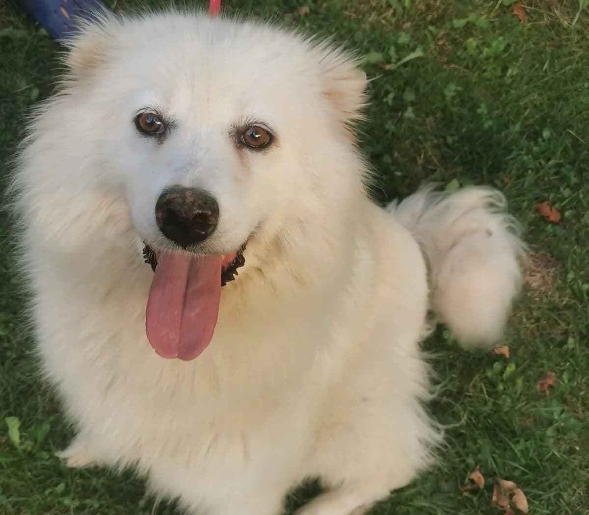 Talvi (, female young Mixed Breed for adoption at Samojede in Not e.V., Kierspe