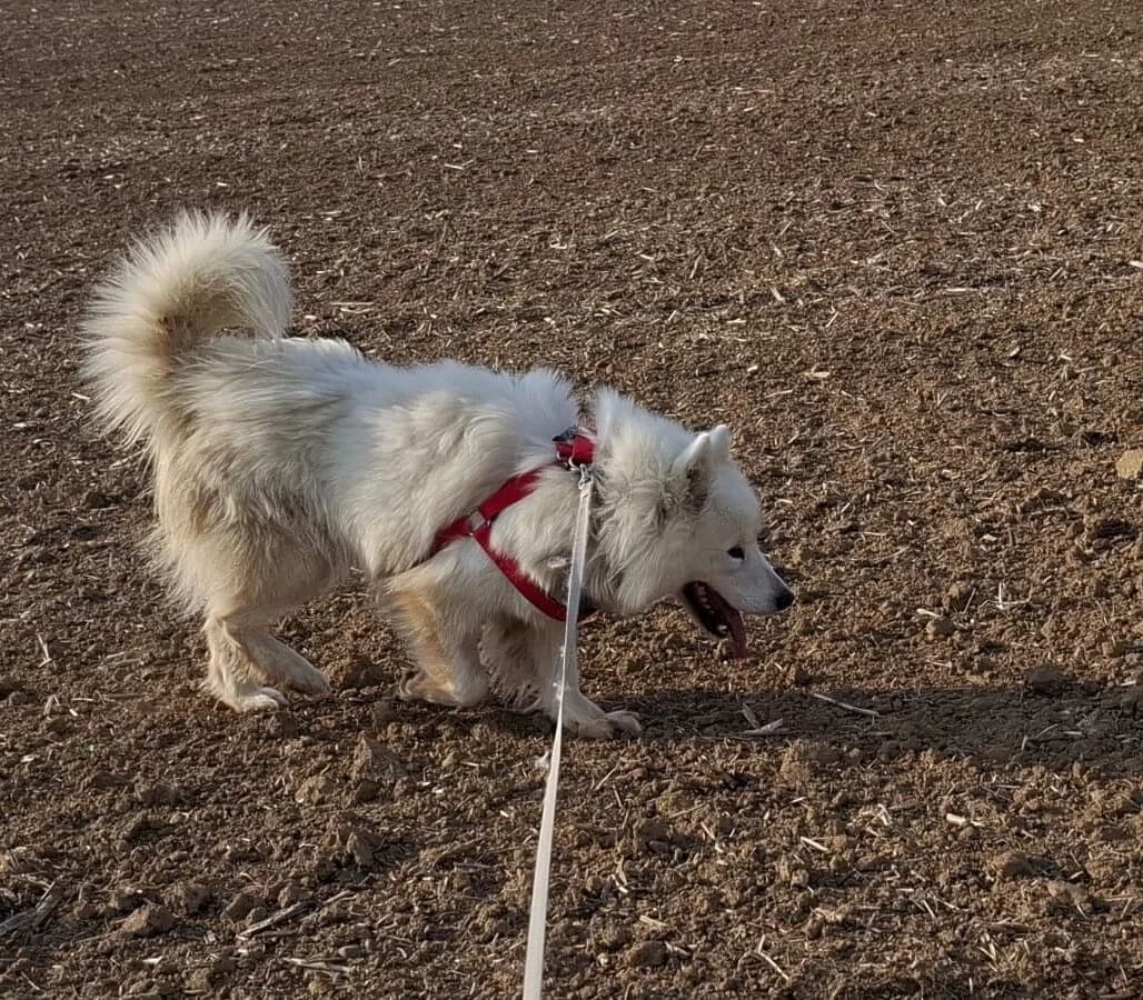 Tess- charmante Samojeden-Lady mit ordentlich Lebensfreude, female 3yo Mixed Breed for adoption at Samojede in Not e.V., Kierspe