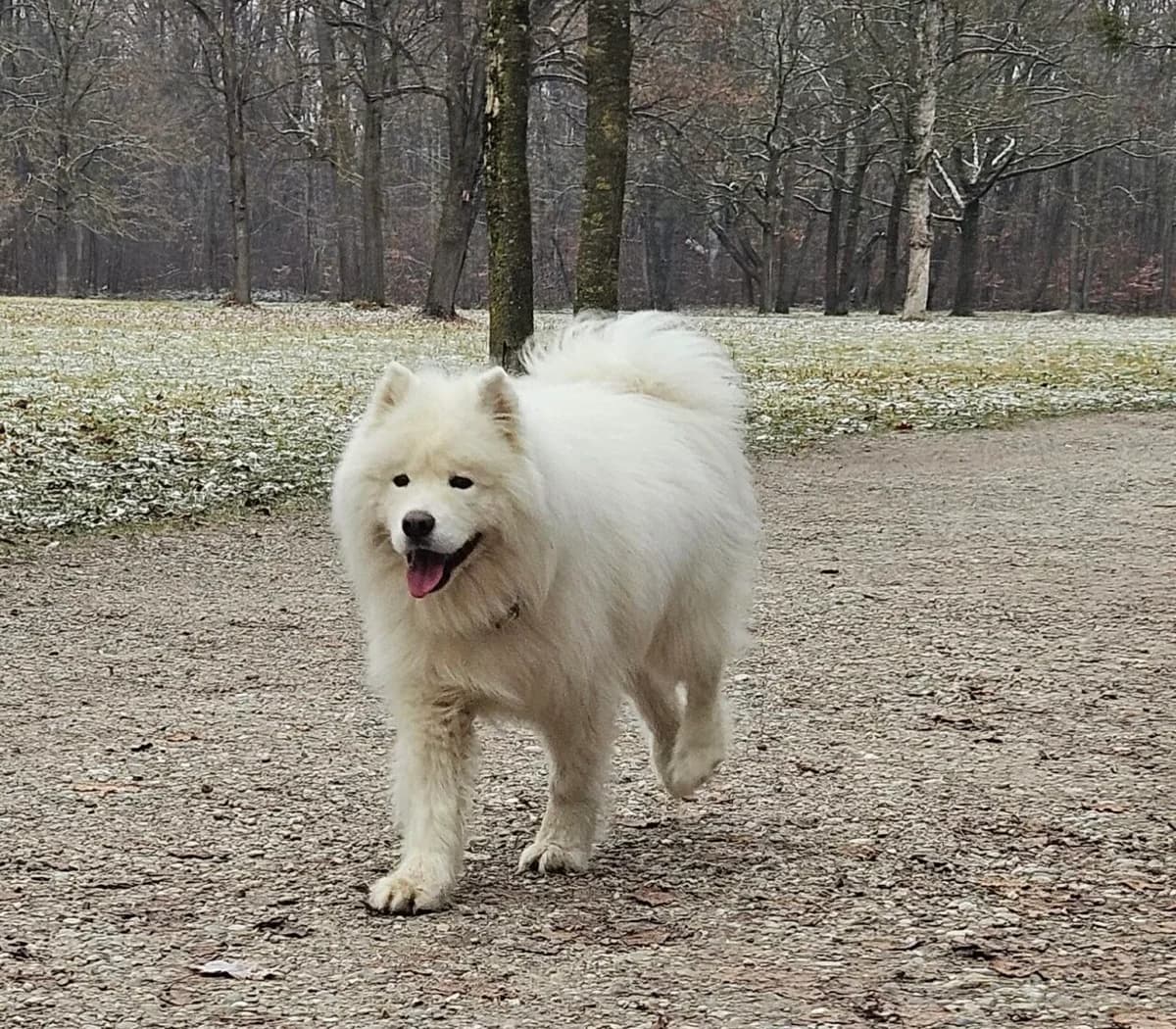 Timmy, male 5yo Mixed Breed for adoption at Samojede in Not e.V., Kierspe