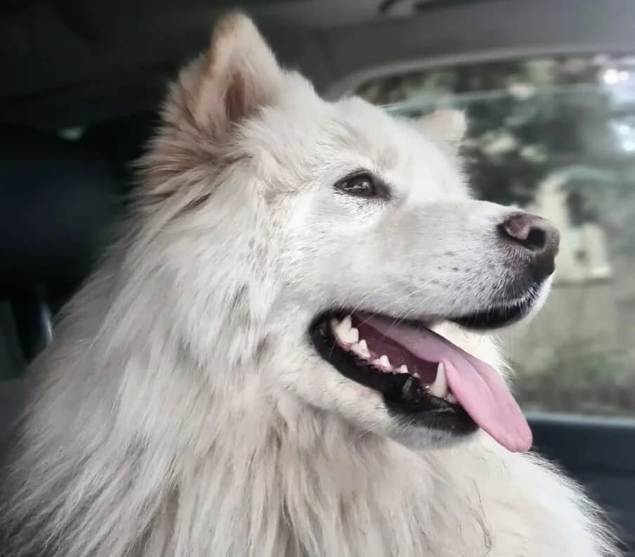 Tofu – mags eher ruhiger, male 5yo Mixed Breed for adoption at Samojede in Not e.V., Kierspe