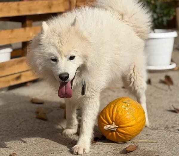 Wolf, male 3yo Mixed Breed for adoption at Samojede in Not e.V., Kierspe