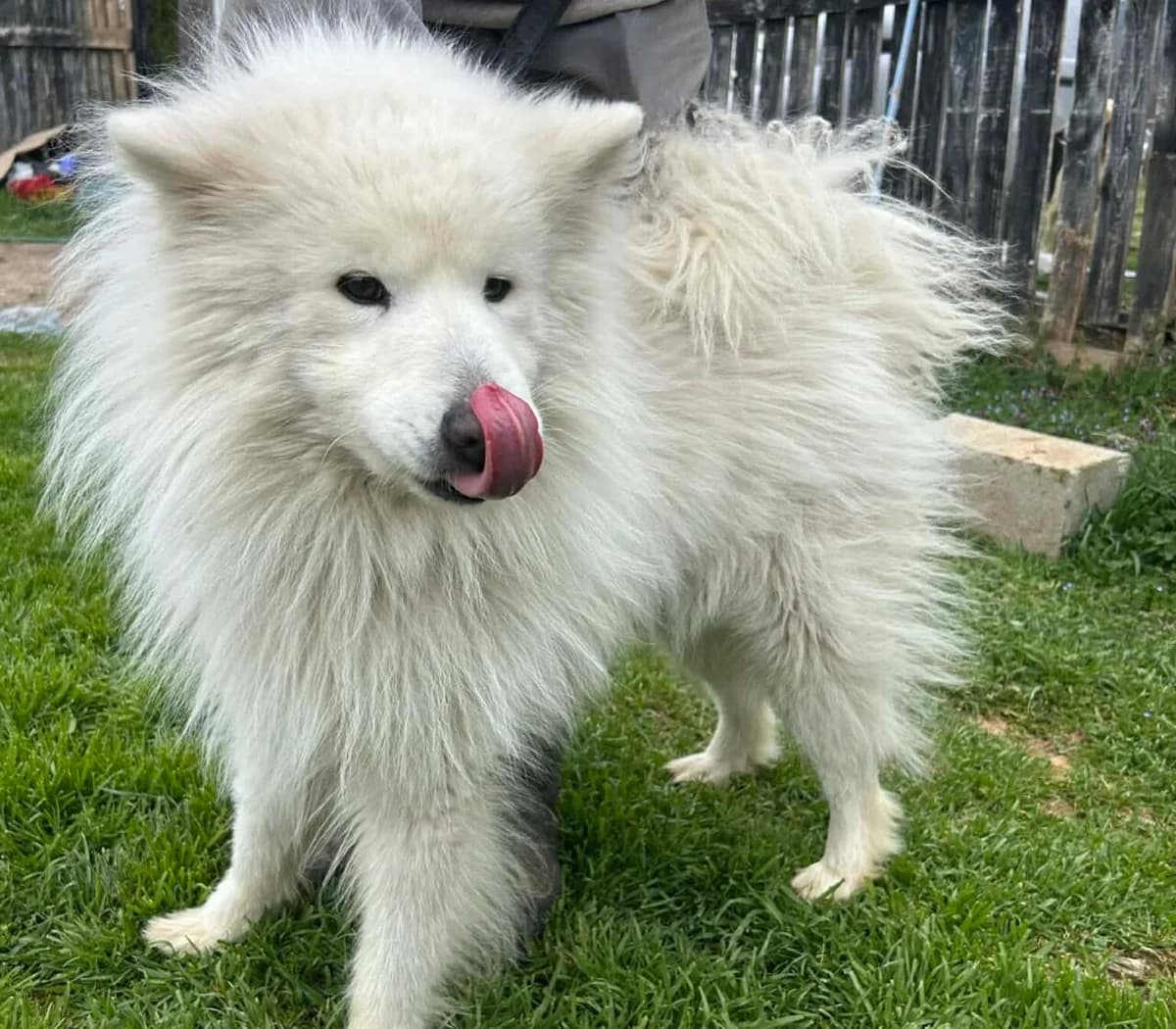 Yuki – Jungspund, male young Mixed Breed for adoption at Samojede in Not e.V., Kierspe
