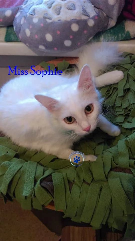 Miss Sophie, weiss female mixed breed for adoption at Samtpfötchen Hilfe e.V.