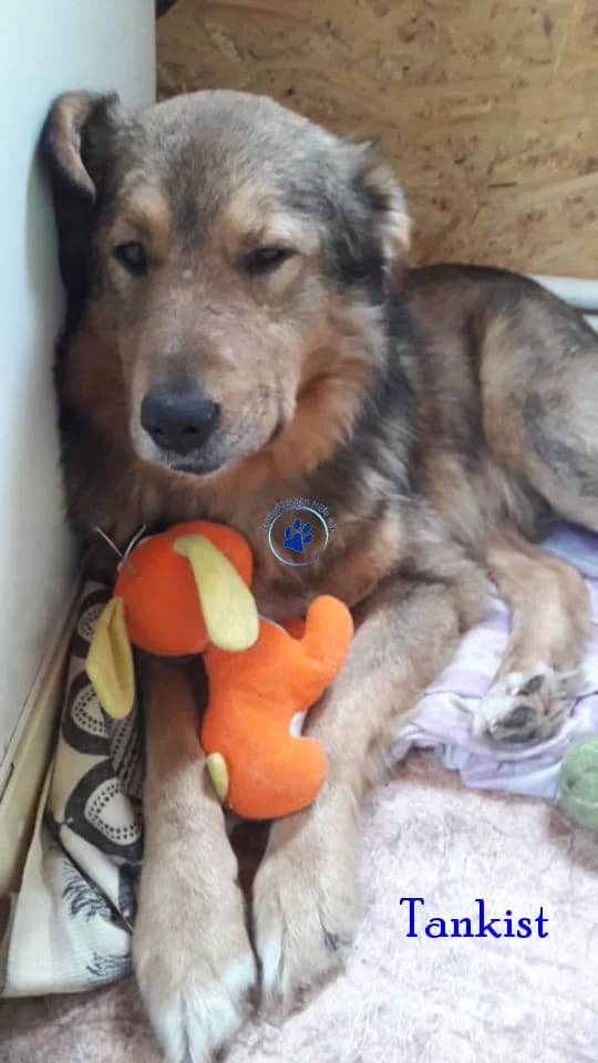Tankist, male Mixed Breed for adoption at Samtpfötchen Hilfe e.V.