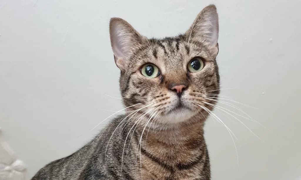 Katzen GPS oder der sechste Sinn unserer Samtpfote, female 3yo Mixed Breed for adoption at Samtpfoten Neukölln e.V.