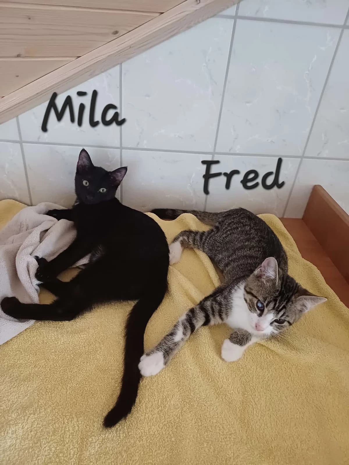 Mila und Fred, puppy Mixed Breed for adoption at Samtpfoten Ries, Nördlingen