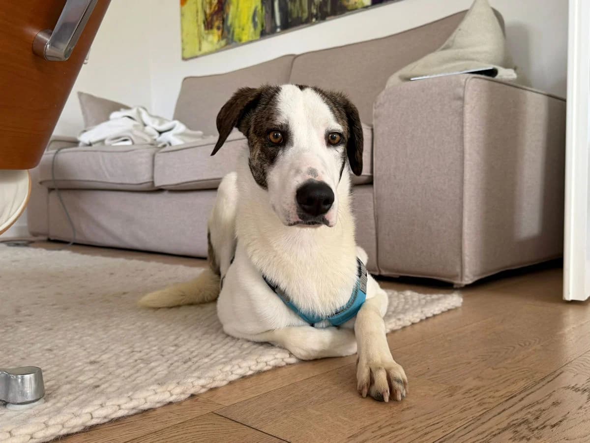 Aldo, male young Mixed Breed for adoption at SardinienHunde e.V.