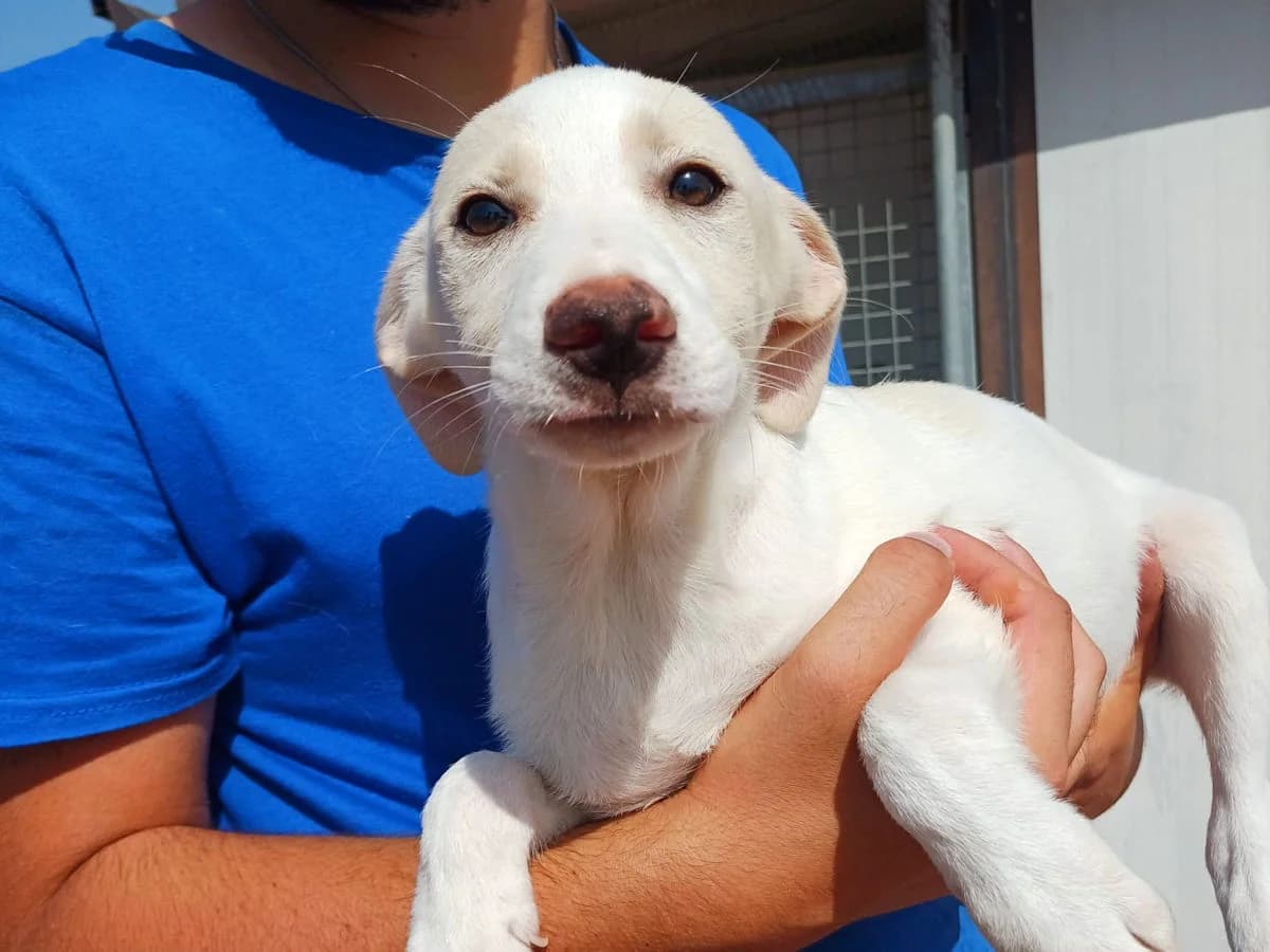 Alessia, female puppy Mixed Breed for adoption at SardinienHunde e.V.