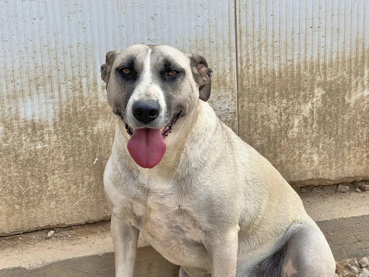 Alice Rosalie, female 3yo Mixed Breed for adoption at SardinienHunde e.V.
