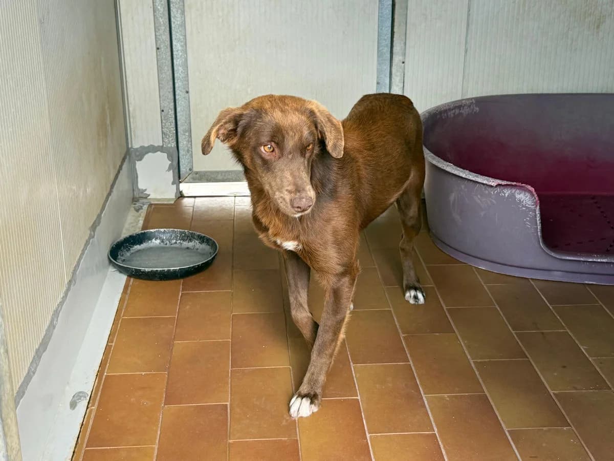 Amelie, female young Mixed Breed for adoption at SardinienHunde e.V.