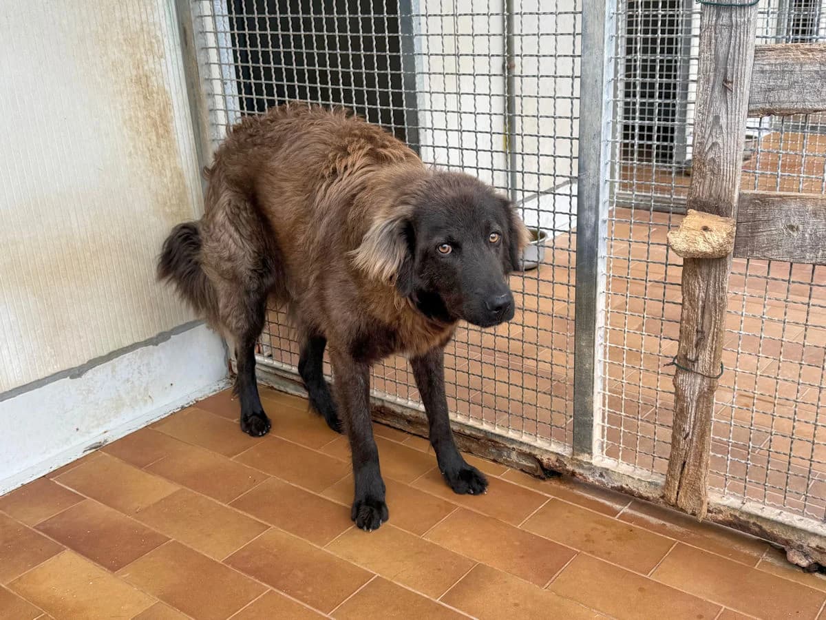Amelio, male young Mixed Breed for adoption at SardinienHunde e.V.
