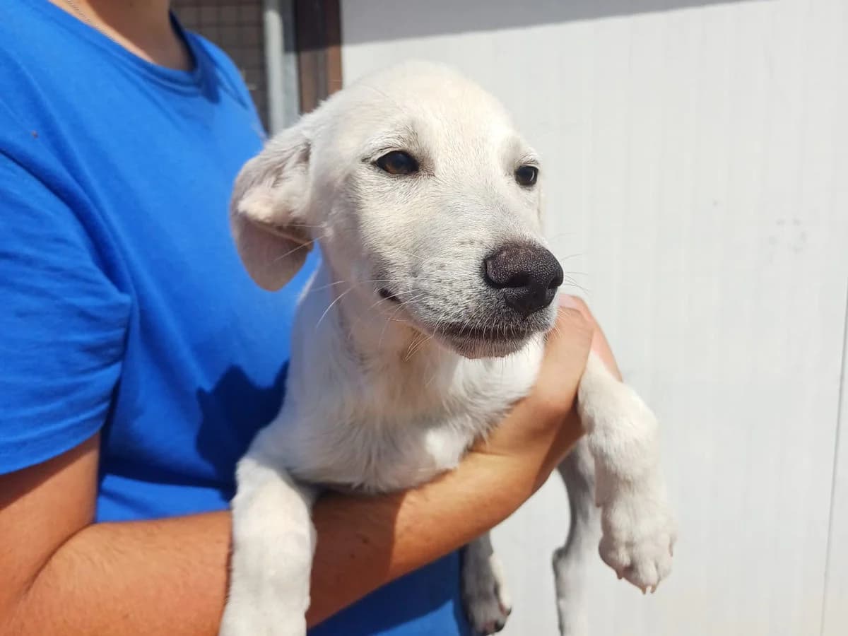 Anilia, female puppy Mixed Breed for adoption at SardinienHunde e.V.