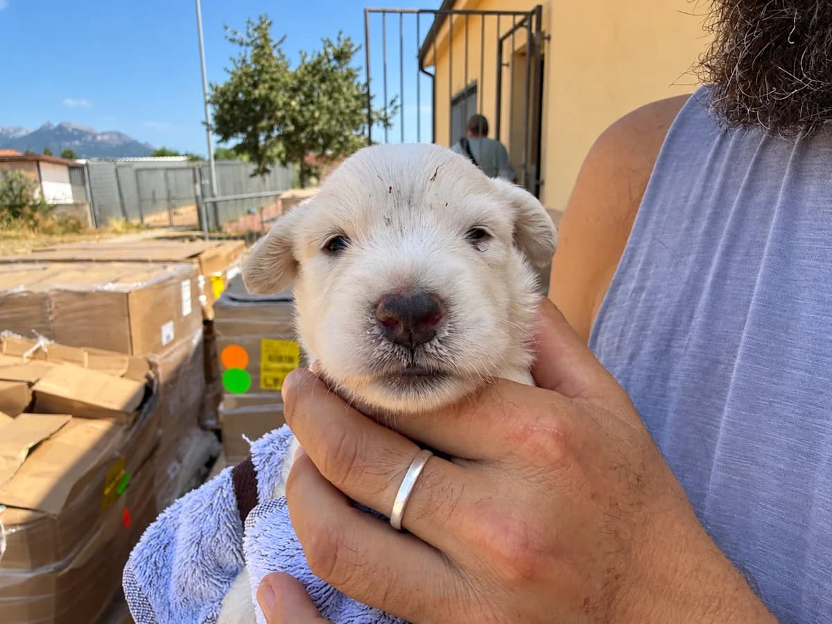 Anna, female puppy Mixed Breed for adoption at SardinienHunde e.V.
