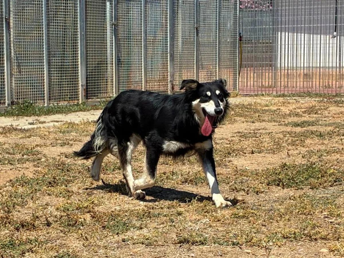 Aria, female 3yo Mixed Breed for adoption at SardinienHunde e.V.