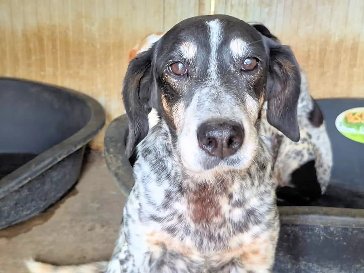 Aria Sophie, female senior Mixed Breed for adoption at SardinienHunde e.V.