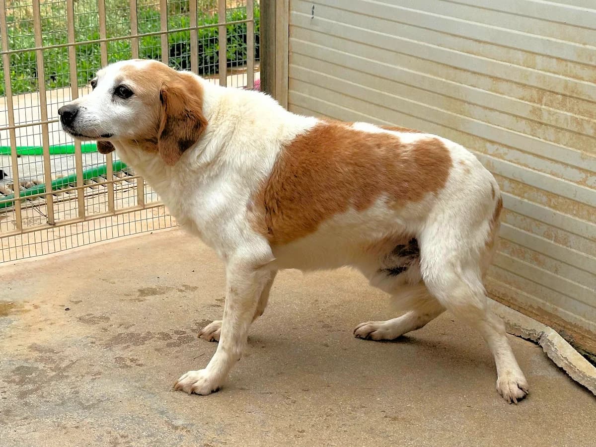 Ariosto, male senior Mixed Breed for adoption at SardinienHunde e.V.