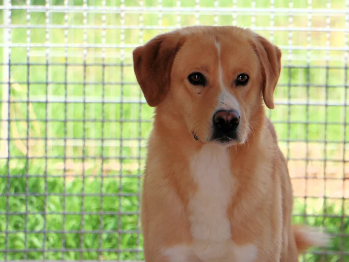 Armando 2, male 4yo Mixed Breed for adoption at SardinienHunde e.V.