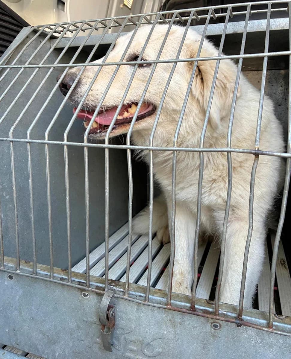 Asia Bianca, female young Mixed Breed for adoption at SardinienHunde e.V.