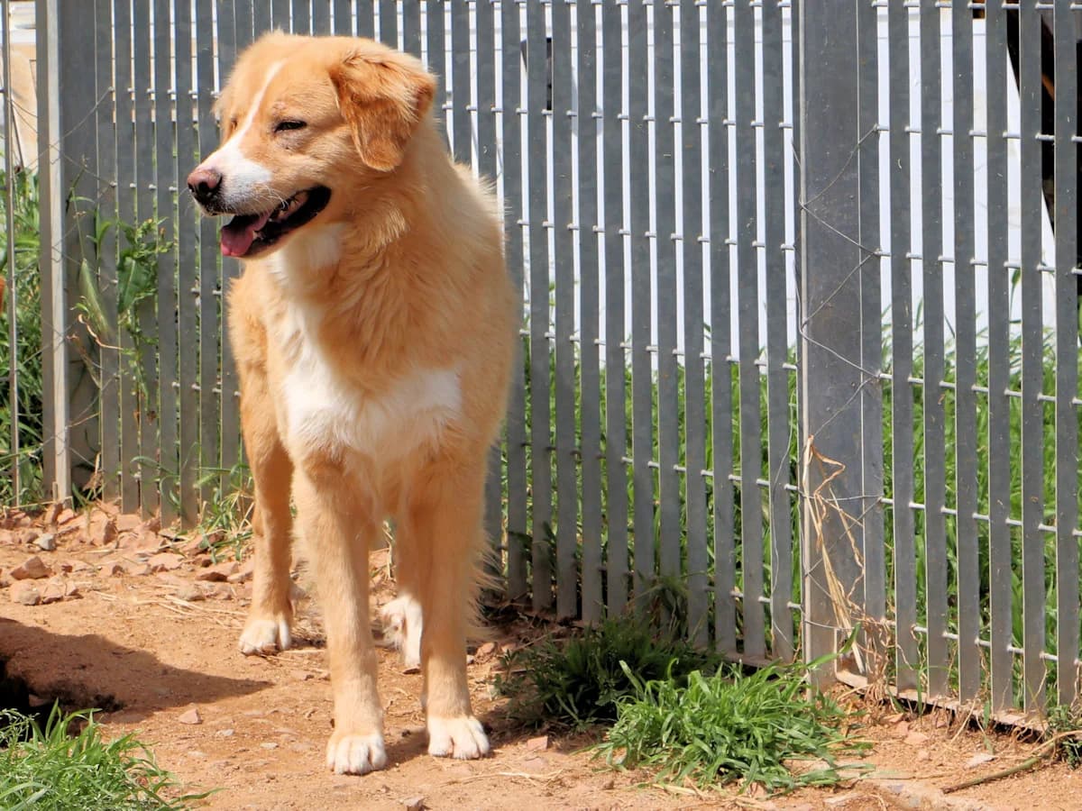 Aurelio, male 4yo Mixed Breed for adoption at SardinienHunde e.V.