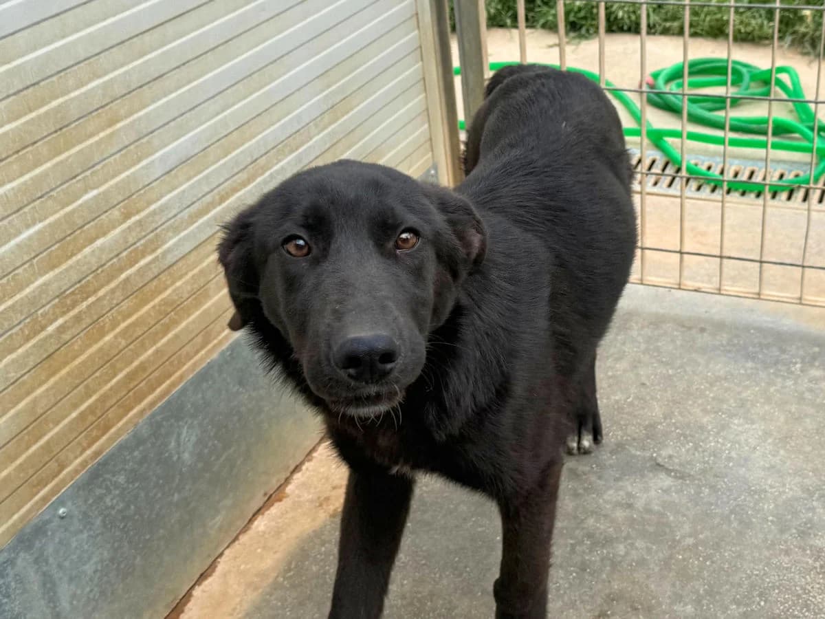 Baloo, male Mixed Breed for adoption at SardinienHunde e.V.
