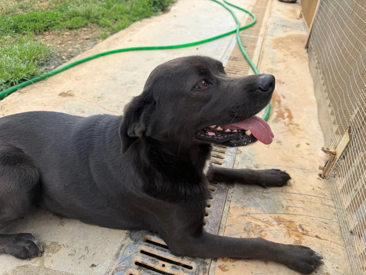 Bamba, female young Mixed Breed for adoption at SardinienHunde e.V.