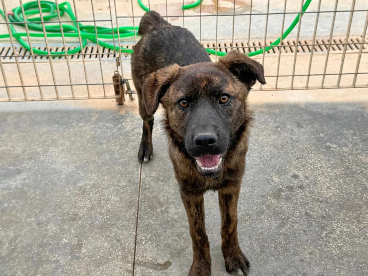 Bamboo, male Mixed Breed for adoption at SardinienHunde e.V.