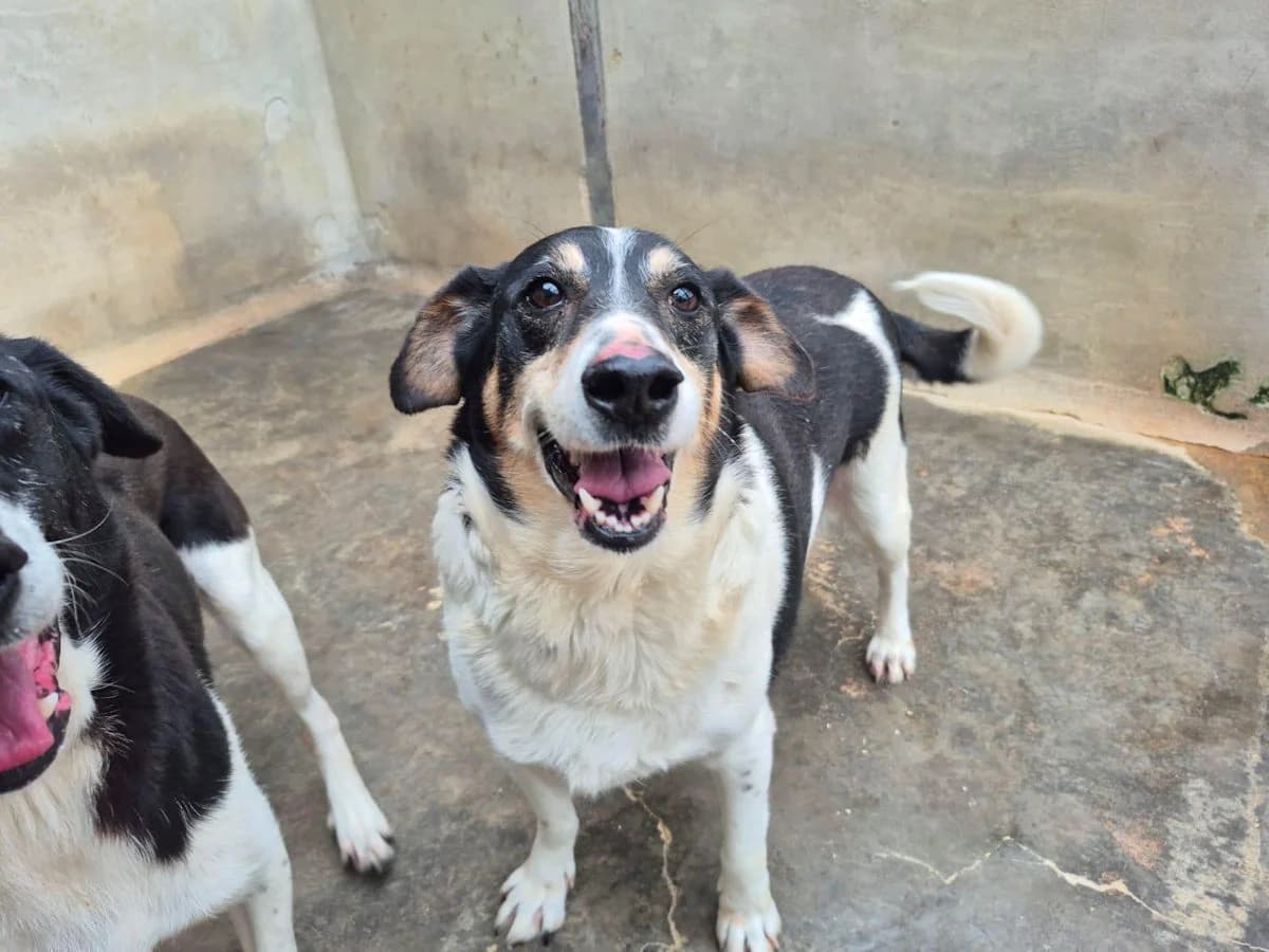 Benelli, male 5yo Mixed Breed for adoption at SardinienHunde e.V.