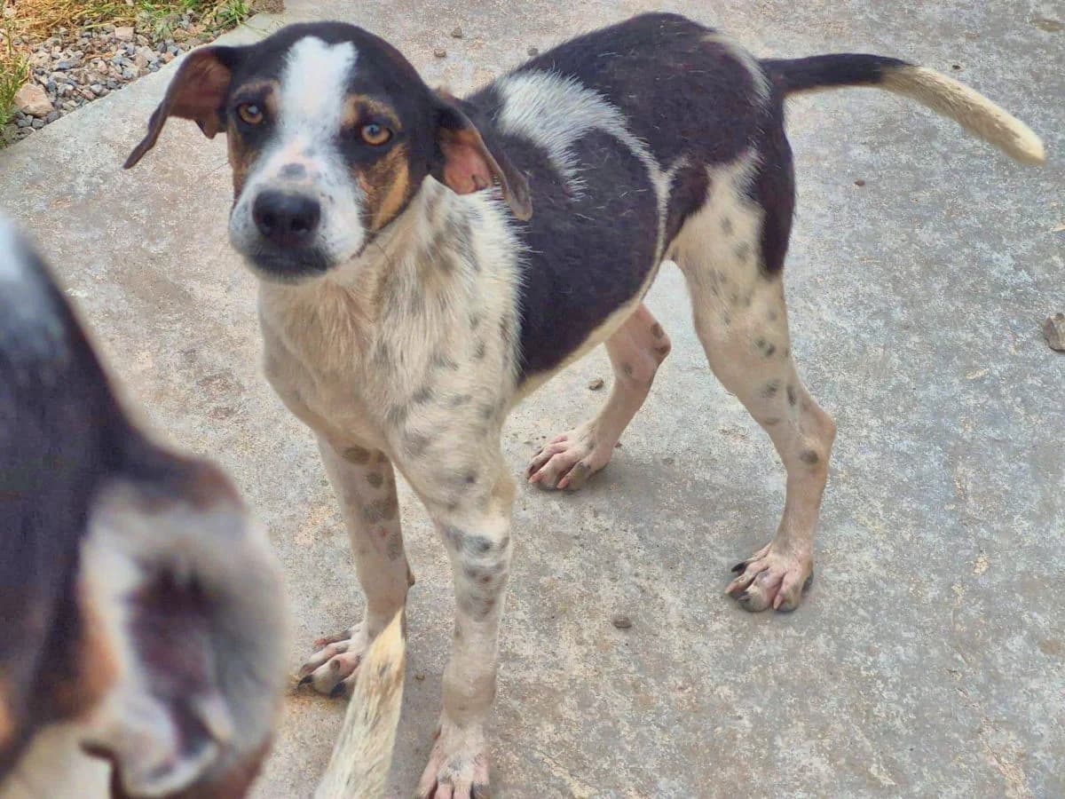 Blu, male puppy Mixed Breed for adoption at SardinienHunde e.V.