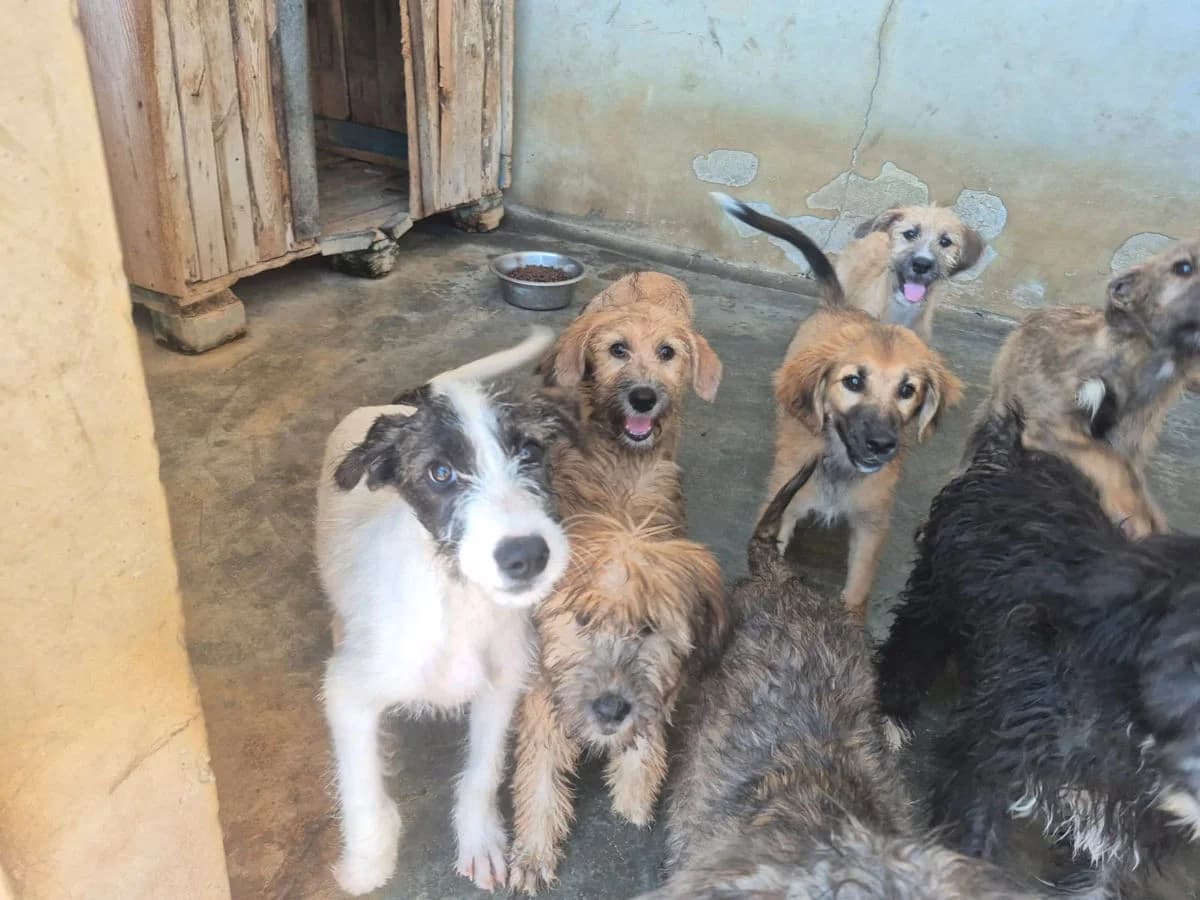 Bombo, male Mixed Breed for adoption at SardinienHunde e.V.