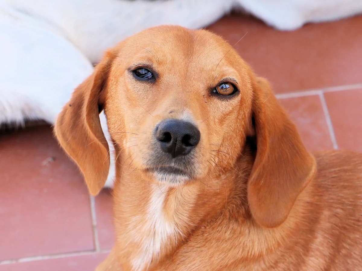 Bonny, female young Mixed Breed for adoption at SardinienHunde e.V.
