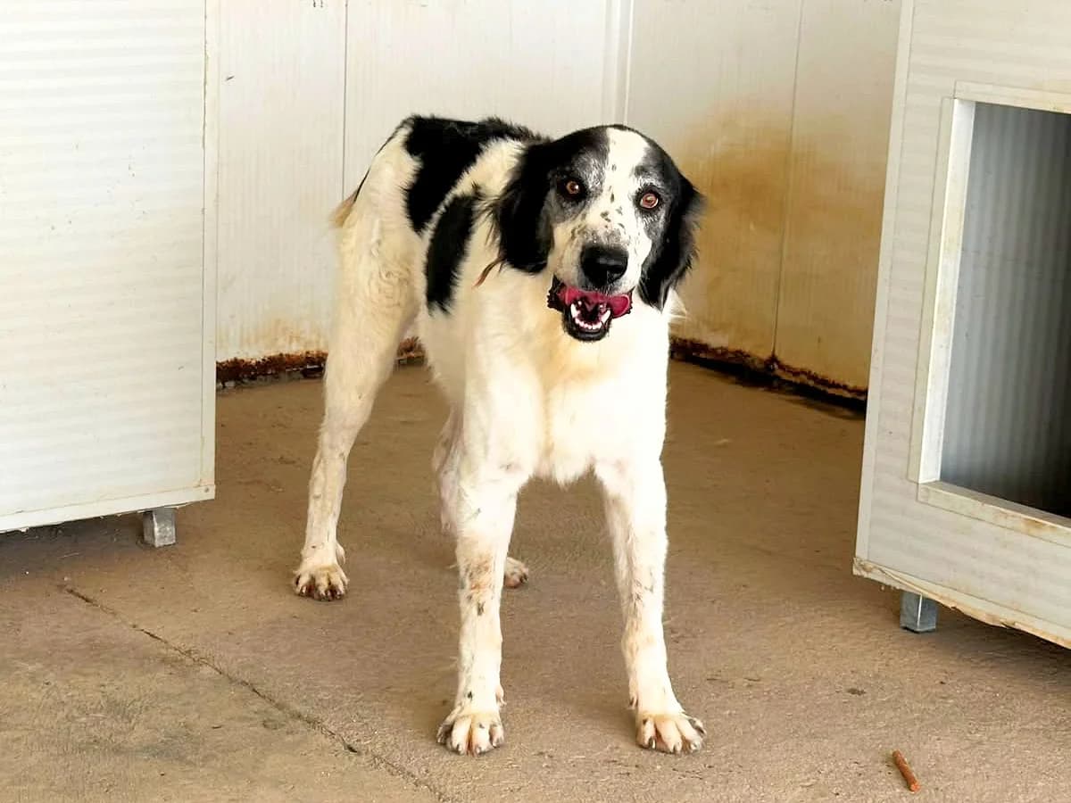 Brando, male young Mixed Breed for adoption at SardinienHunde e.V.