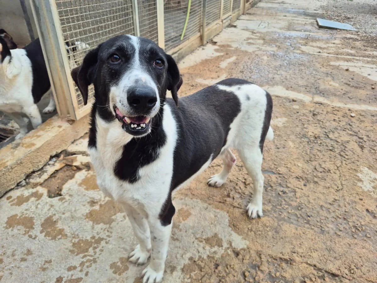 Bravo, male 5yo Mixed Breed for adoption at SardinienHunde e.V.