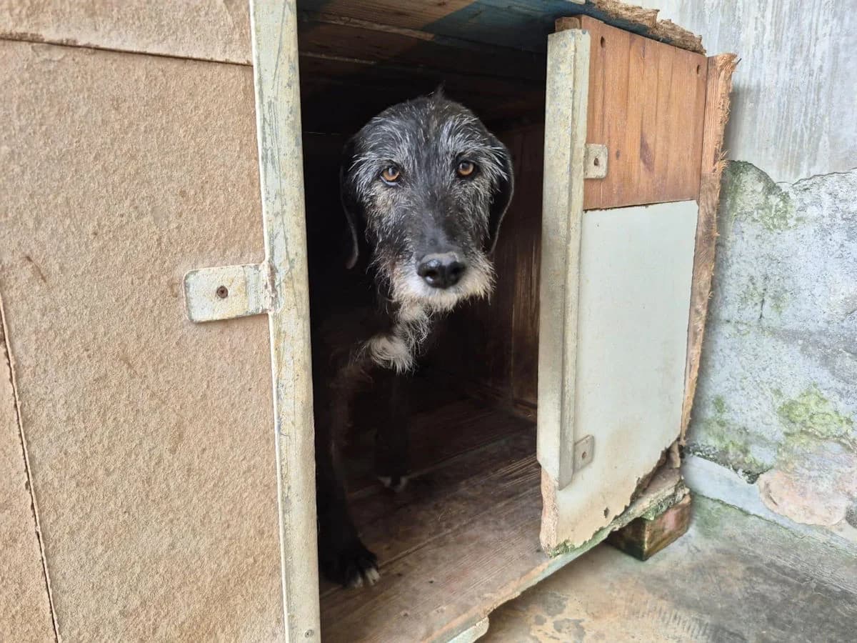 Brenda, female senior Mixed Breed for adoption at SardinienHunde e.V.