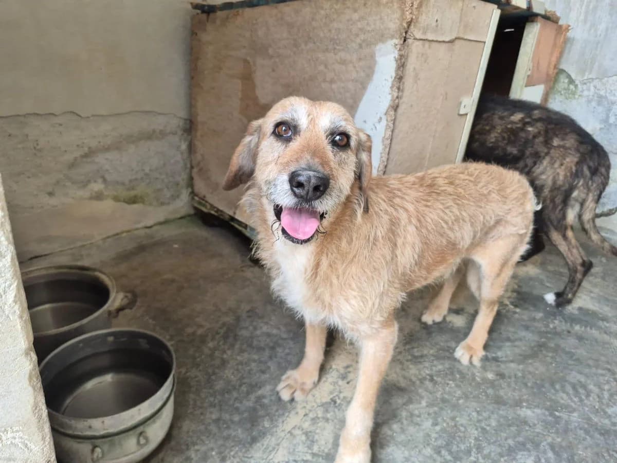 Brendon, male senior Mixed Breed for adoption at SardinienHunde e.V.