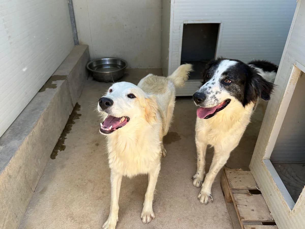 Brilla, female young Mixed Breed for adoption at SardinienHunde e.V.