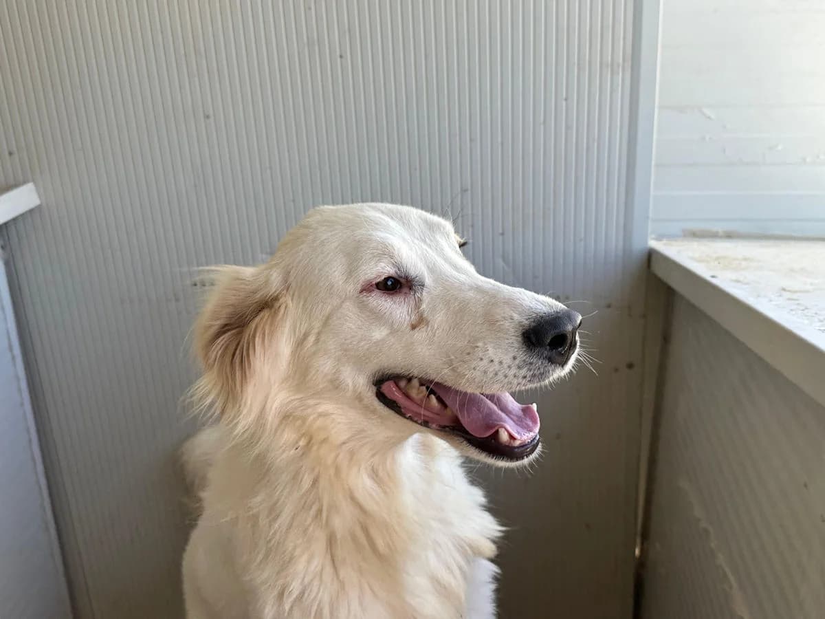 Brilla, female young Mixed Breed for adoption at SardinienHunde e.V.