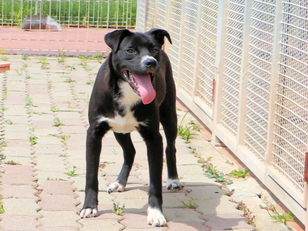 Bullino, male young Mixed Breed for adoption at SardinienHunde e.V.