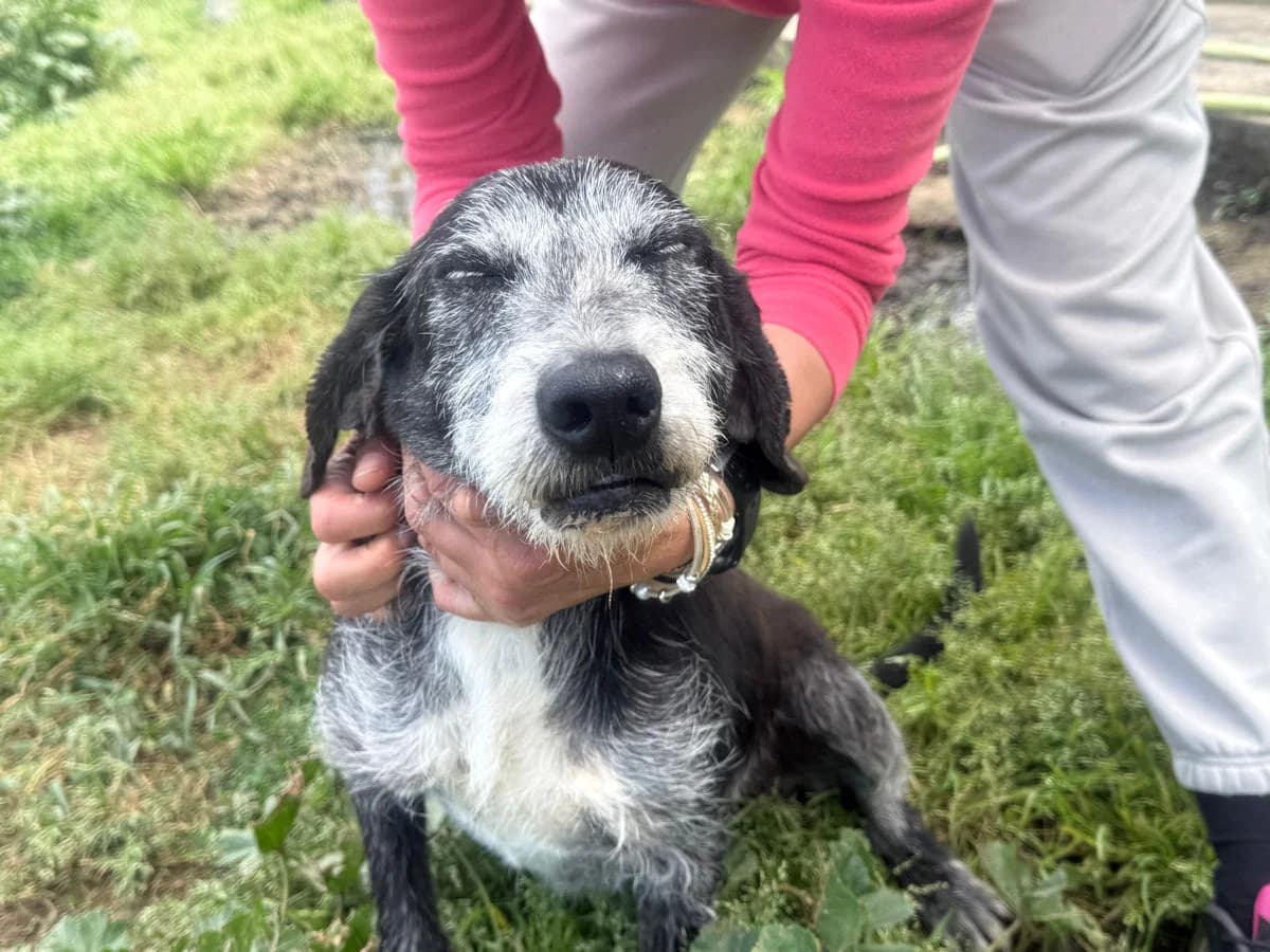 Calvin, male senior Mixed Breed for adoption at SardinienHunde e.V.