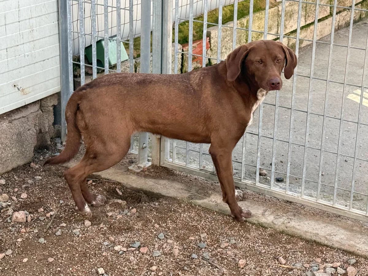 Campanellina, female young Mixed Breed for adoption at SardinienHunde e.V.