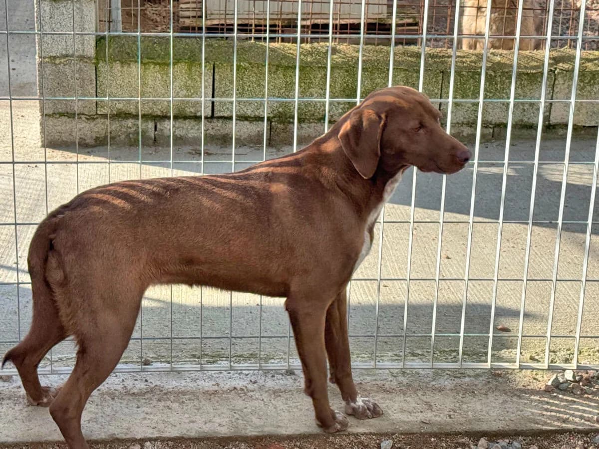 Campanellina, female young Mixed Breed for adoption at SardinienHunde e.V.