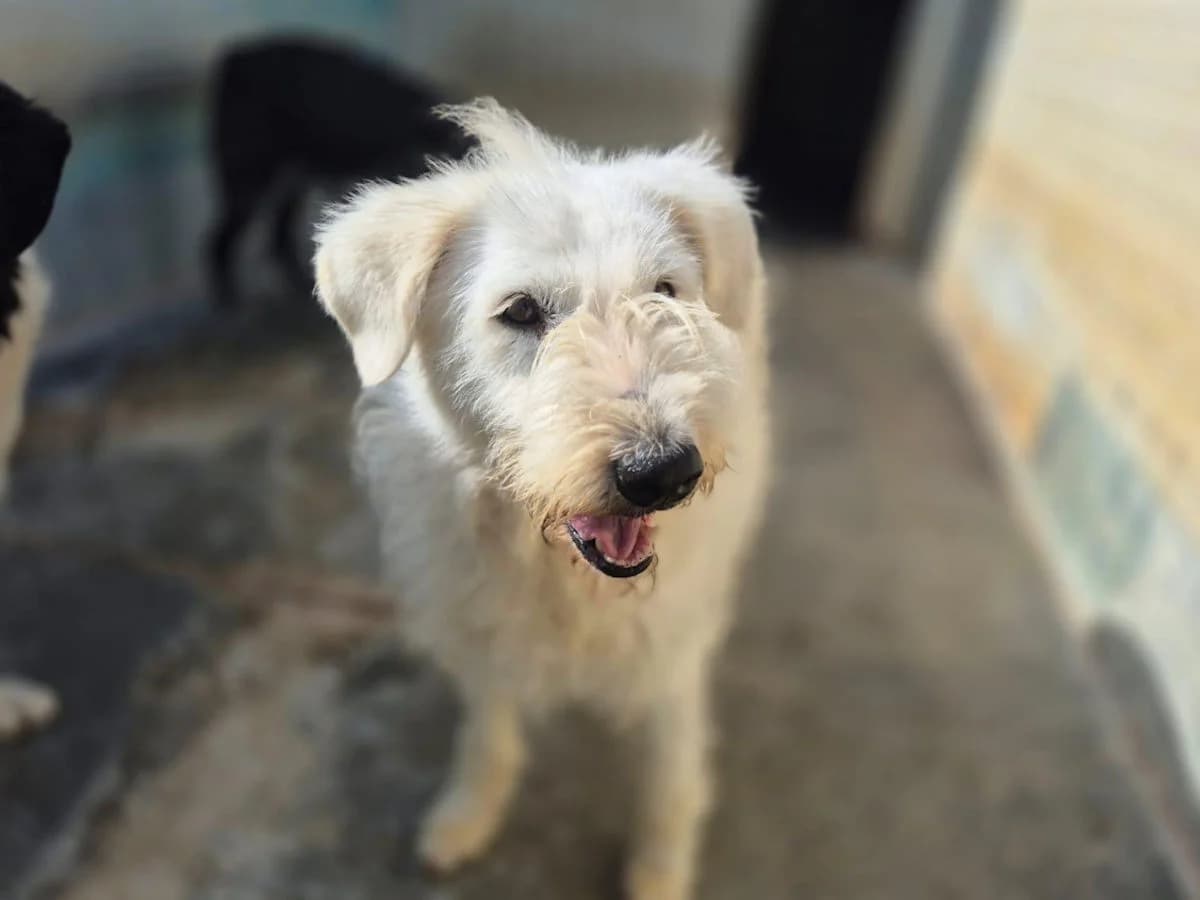 Candy, female senior Mixed Breed for adoption at SardinienHunde e.V.