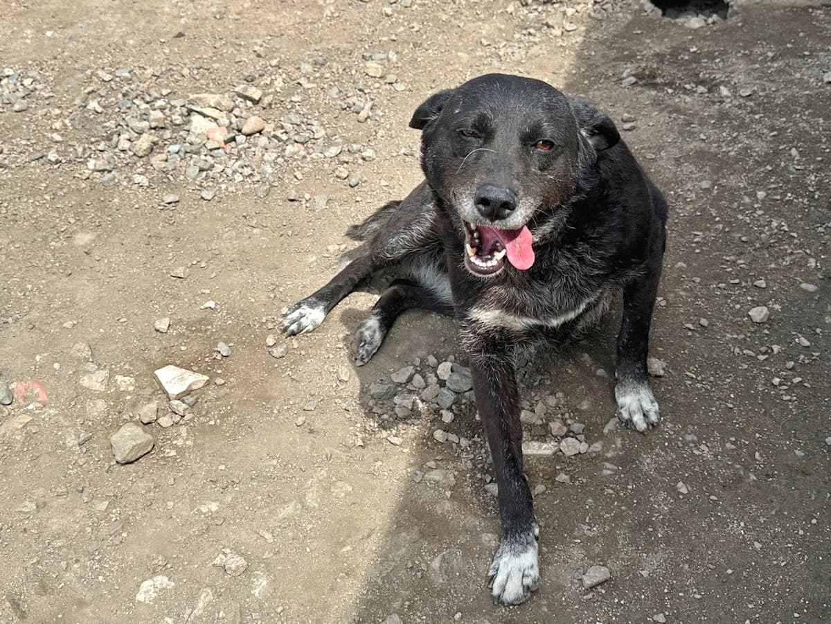 Carina, female 5yo Mixed Breed for adoption at SardinienHunde e.V.