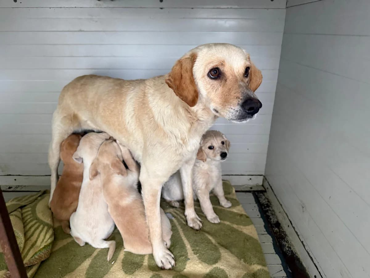 Carolina, female young Mixed Breed for adoption at SardinienHunde e.V.