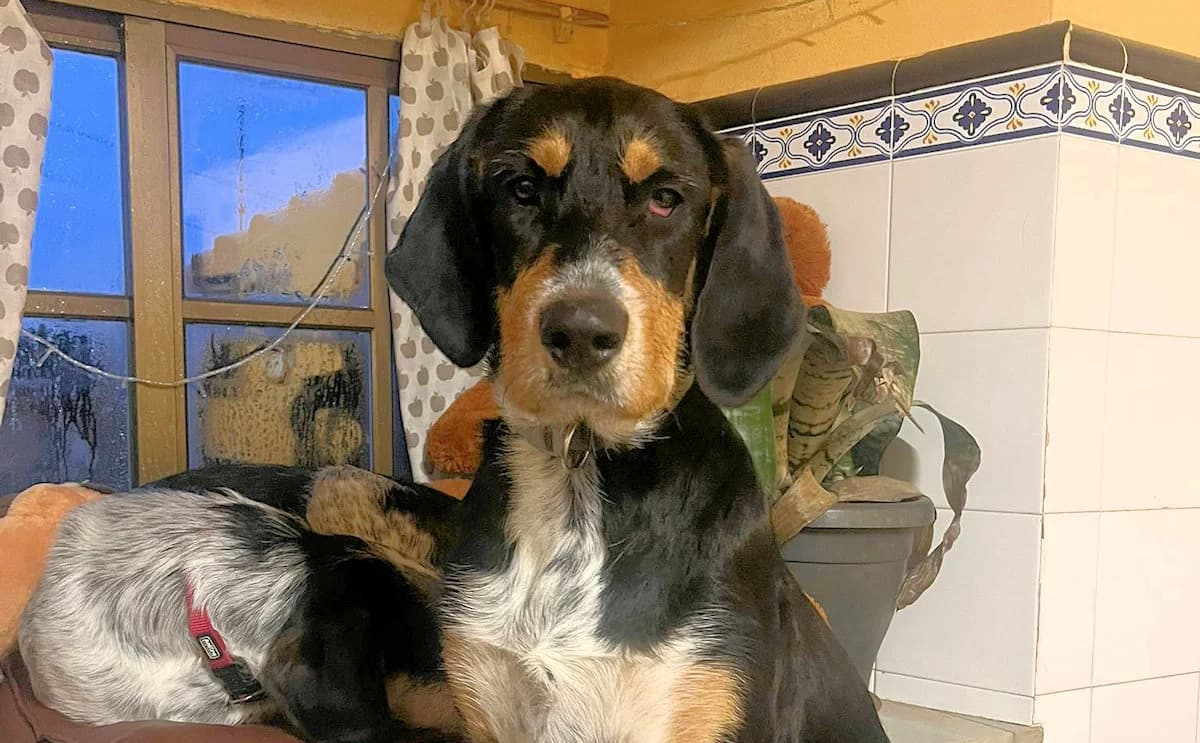 Casper, male young Mixed Breed for adoption at SardinienHunde e.V.